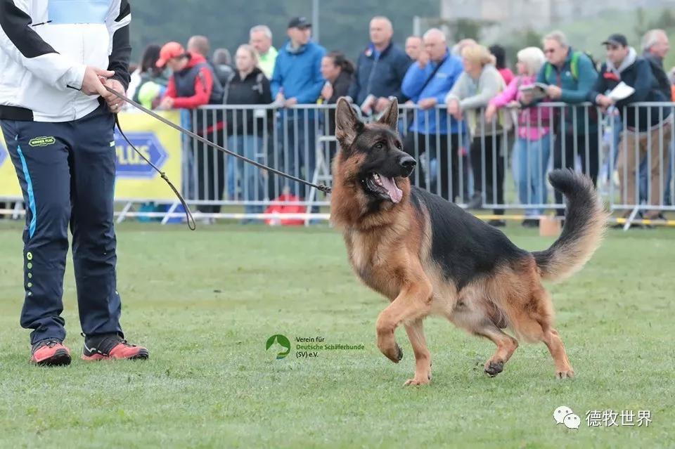 德国选手赛场表现抢眼,各路好手仰慕的简单介绍 德国选手赛场表现抢眼,各路好手仰慕的简单介绍